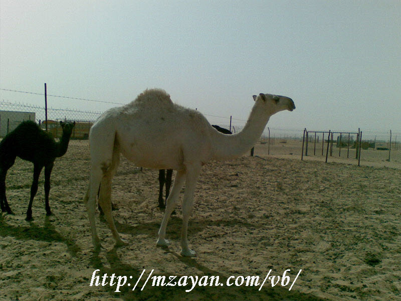 للبيع بكرة
