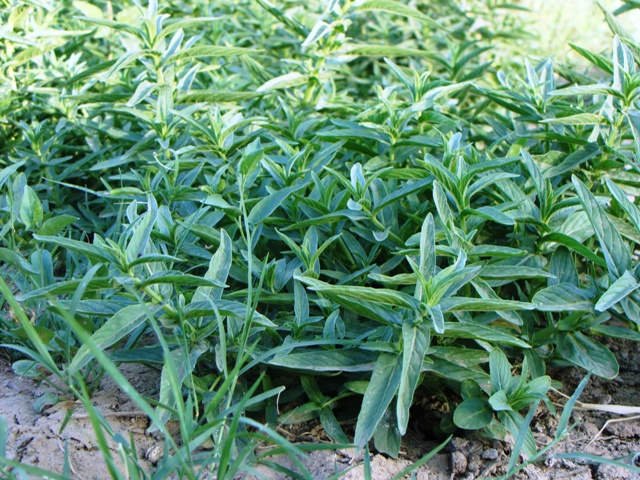 النعناع الحساوي